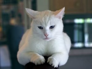 Why Does My Cat Keep Urinating in the Same Spot?